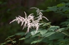 Astilbe biternata
