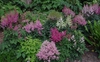 Astilbe x arendsii