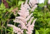 'Peach Blossom' flower clusters