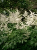 Form of plant in bloom with white flowers clusters