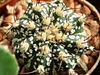 Globose cactus with speckled body and some spines.