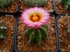 Globose cactus with ribbed body & large pink flower.