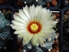 Globose cactus with a large white flower.