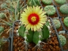 Globose cactus with ribbed body & large yellow flower.