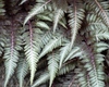 Silver fronds of Japanese Painted Fern