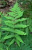 Frond