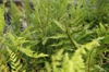 Leaves and stem