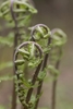 Frond opening