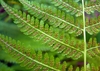 Underside of leaflets with sori