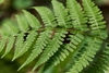 Frond