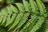 V-shaped groove in stipe of Athyrium filix-femina
