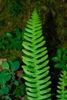 Blechnum spicant