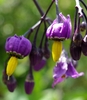 Purple flowers hang downward.
