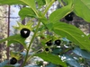 leaves and berries
