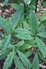 Leaves of A. chinensis