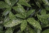 Yellow speckled elliptical leaf with serrate margin