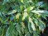 Leaves
