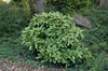 Aucuba japonica 'Variegata'