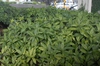 Aucuba japonica 'Variegata'