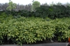 Aucuba japonica 'Variegata'