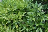 Aucuba japonica 'Variegata'