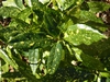Aucuba japonica 'Variegata'