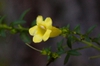 Tubular flowers with five petals