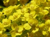 Close up of flowers