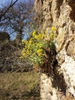 Habitat stone wall