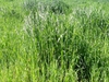 Crop of grasses.