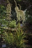 Stenanthium gramineum