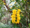 flower and leaves