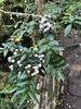 White round fruits