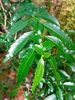 Branch with several green lance-shaped leaves