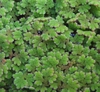 Azolla caroliniana