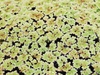 Azolla caroliniana