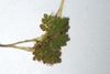 Fronds (Niagara-on-the-Lake, ON)-Early Fall