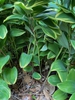 Stems