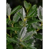 Leaf Detail