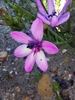 Purple flower