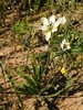 Form in bloom with a whitish flower