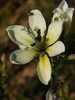 Closeup of a whitish flower with 6 petals