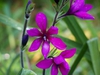 Babiana stricta