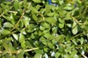Leaves and stems