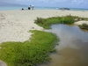 Native habitat