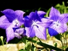 Balloon flower Platycodon grandiflorus