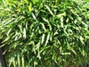 Bambusa multiplex dense form and leaves