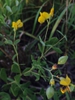 Baptisia tinctoria
