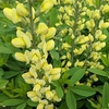 Baptisia 'Carolina Moonlight'