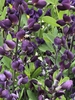 Baptisia